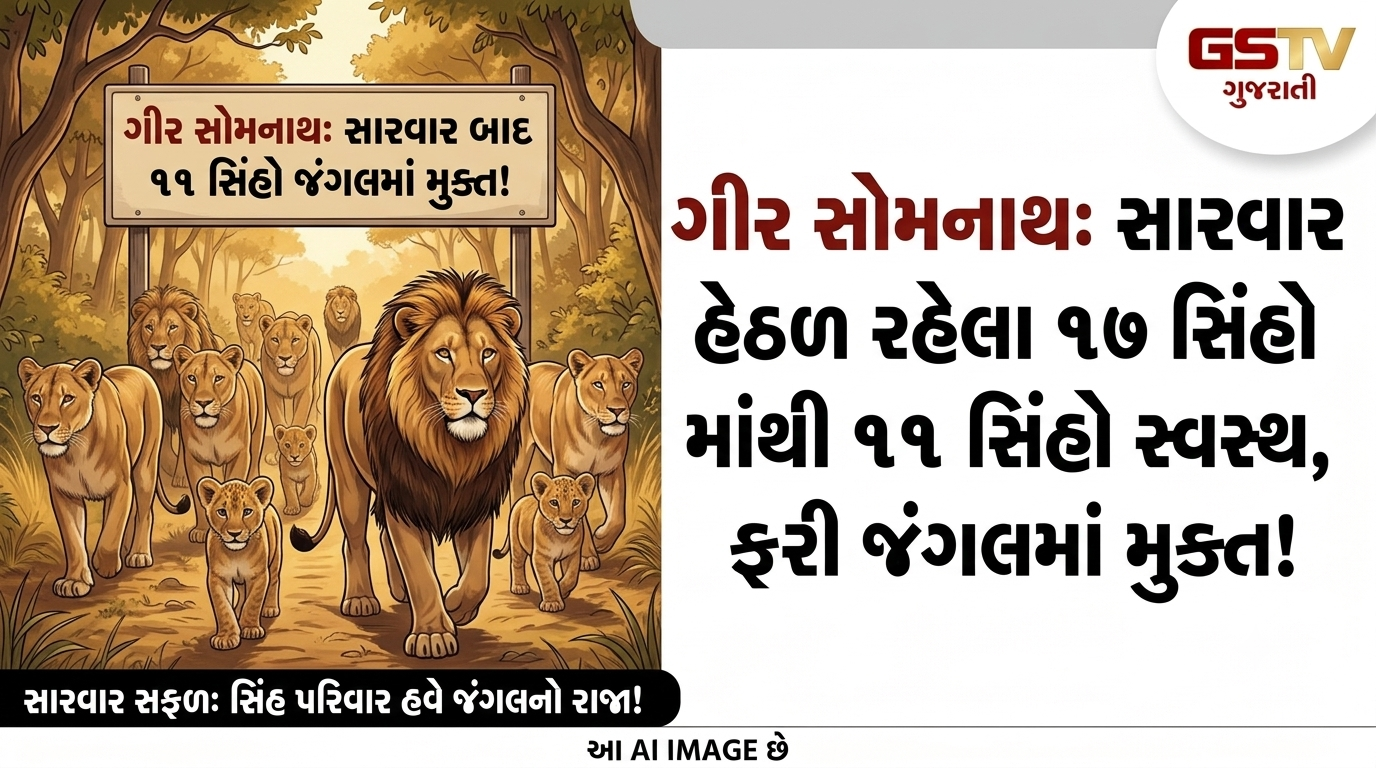 VIDEO: ગીર સોમનાથ જિલ્લામાં સારવાર હેઠળ રહેલા 17 સિંહોમાંથી 11 સિંહોને સ્વસ્થ થતાં ફરી જંગલમાં મુક્ત કરવામાં આવ્યા