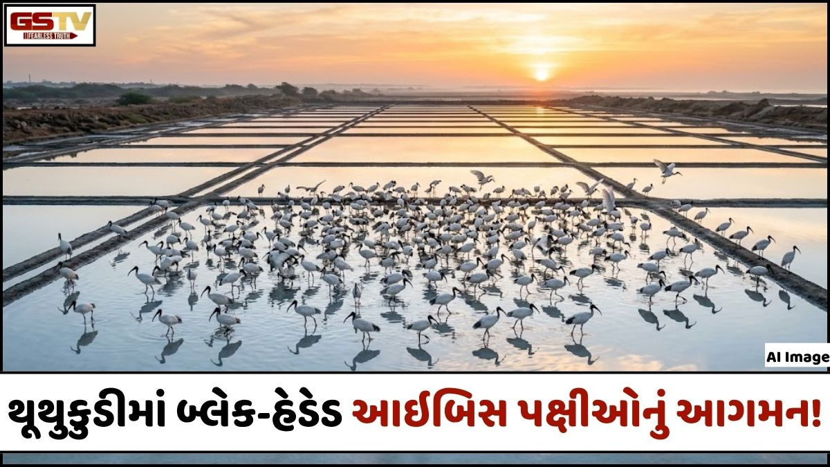 VIDEO: ANDAR NI VAAT/ તામિલનાડુમાં જોવા મળ્યું કુદરતનું અનોખું સૌંદર્ય, બ્લેક-હેડેડ આઇબિસ પક્ષીઓનો જમાવડો