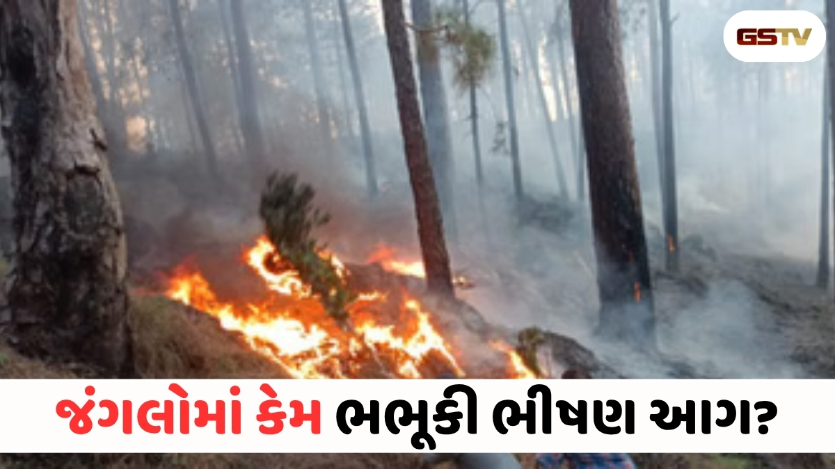 VIDEO: ANDARNI VAAT/ જંગલોમાં ભીષણ આગ! કુદરતી આફત કે કાવતરું?