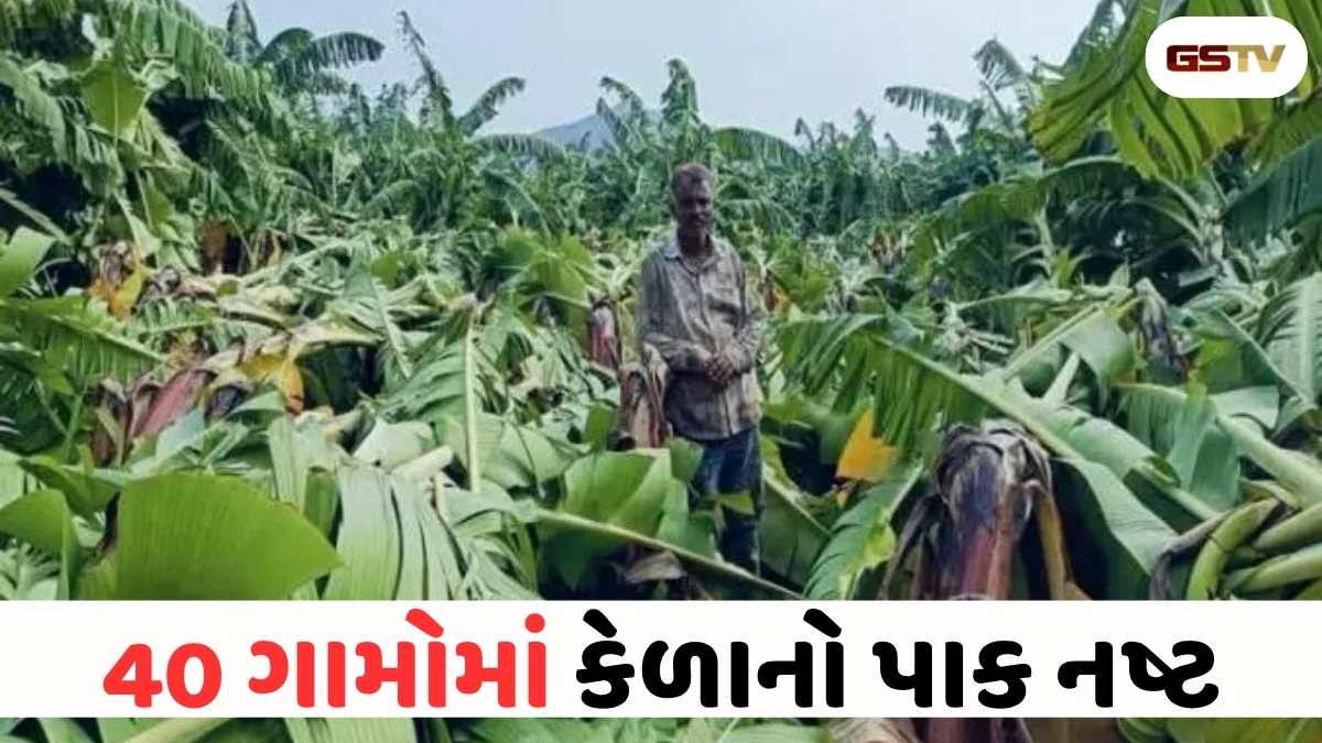 VIDEO: ANDARNI VAAT/  કુદરતનો પ્રકોપ: લણણી ટાણે જ કેળાનો પાક સાફ!