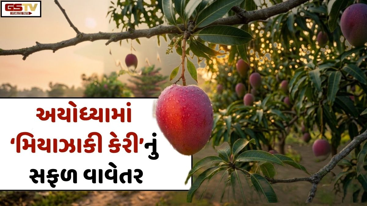 VIDEO: ANDAR NI VAAT/ રામનગરી અયોધ્યામાં ચમત્કાર! વિશ્વની સૌથી મોંઘી ‘મિયાઝાકી કેરી’નું સફળ વાવેતર