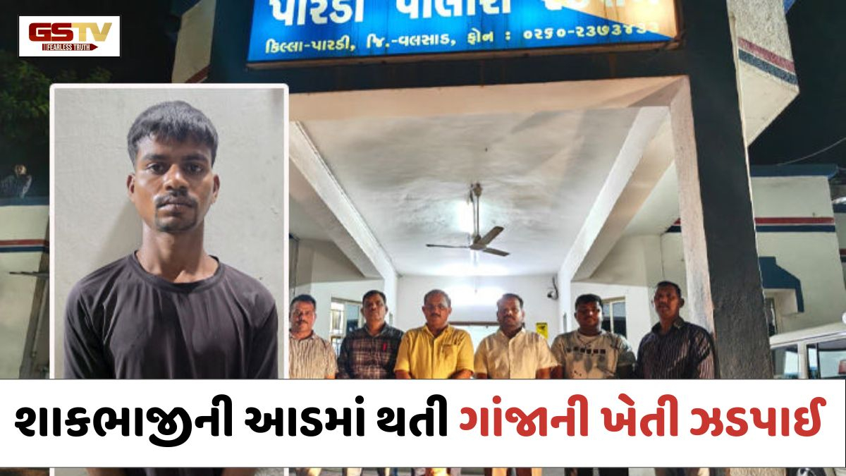 Valsadમાં SOGનો સપાટો: પારડીના સરોધી ગામે ગાંજાનું આખું ખેતર ઝડપાયું, ₹37 લાખથી વધુનો મુદ્દામાલ જપ્ત