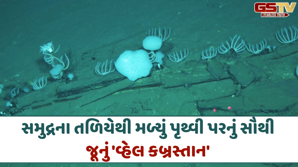 હિંદ મહાસાગરના પેટાળમાંથી મળ્યા 500થી વધુ વ્હેલ માછલીઓના હાડપિંજર, જાણો V-આકારની ખીણ કેવી રીતે બની વ્હેલનું કબ્રસ્તાન