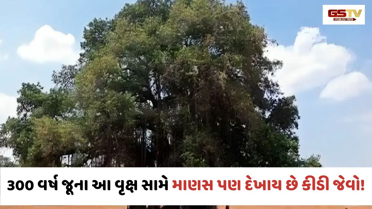 લગભગ 300 વર્ષ જૂના આ વડના વૃક્ષ સામે માણસ પણ કીડી જેવો દેખાય છે! 7 પેઢીઓથી આદિવાસીઓ કરી રહ્યા છે પૂજા