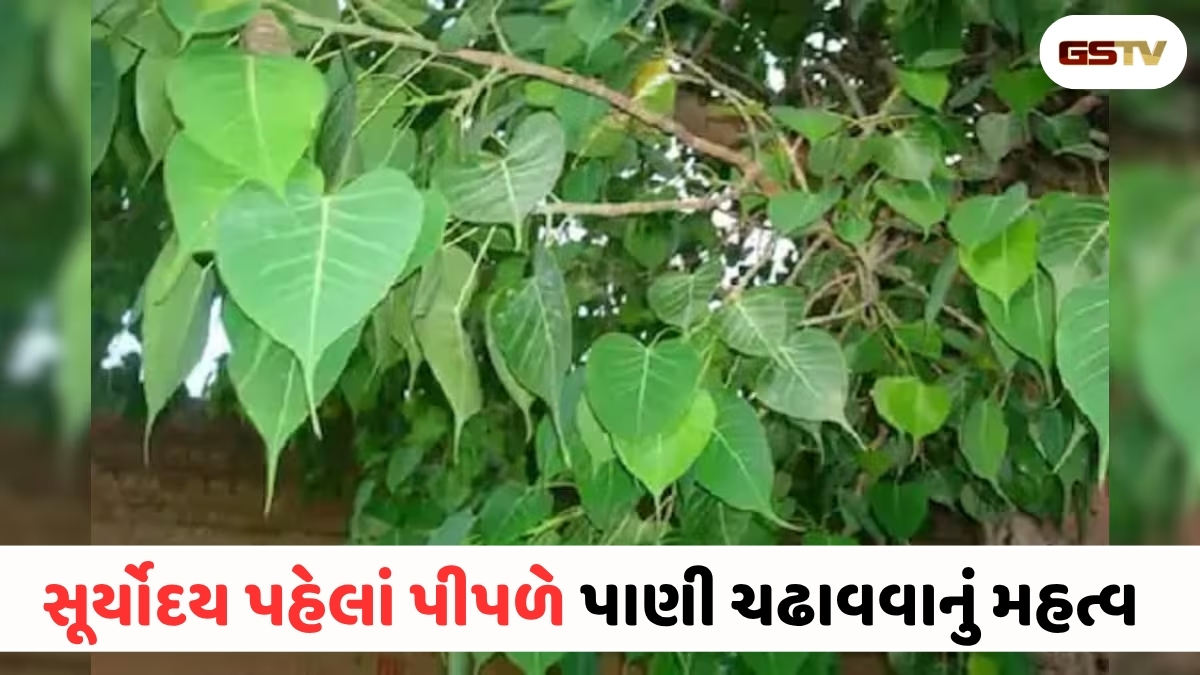 આપણે પીપળાના વૃક્ષને પાણી શા માટે અર્પણ કરવું જોઈએ? જાણો તેની પાછળ છુપાયેલું પૌરાણિક સત્ય