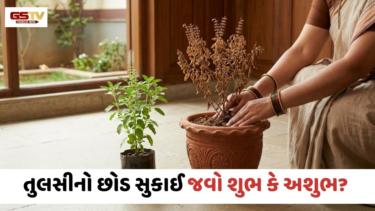 ઘરમાં રાખેલી સૂકી તુલસી લાવે છે નકારાત્મકતા, જાણો વાસ્તુશાસ્ત્રના નિયમો અને ઉપાયો