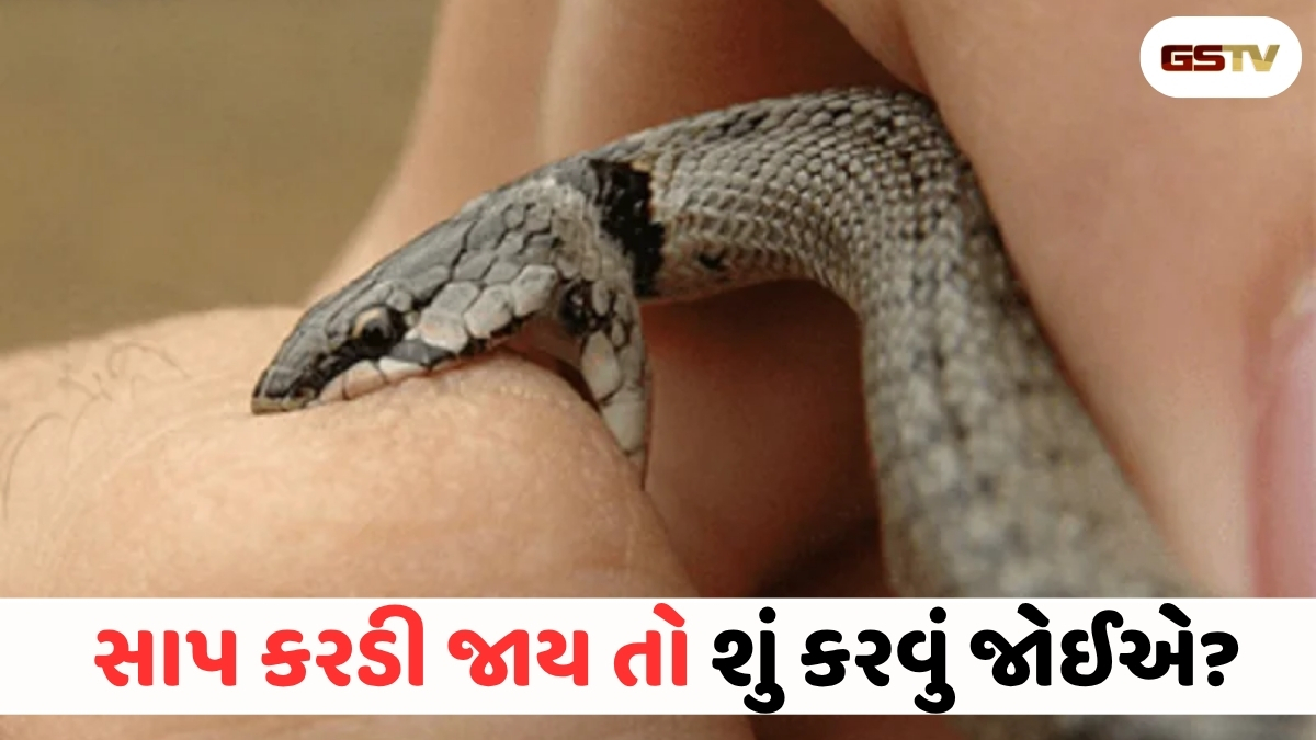 Health News : સાપ કરડી જાય તો જીવ બચાવવા તરત જ કરો આ કામ! વાંચી લો આ કામની માહિતી