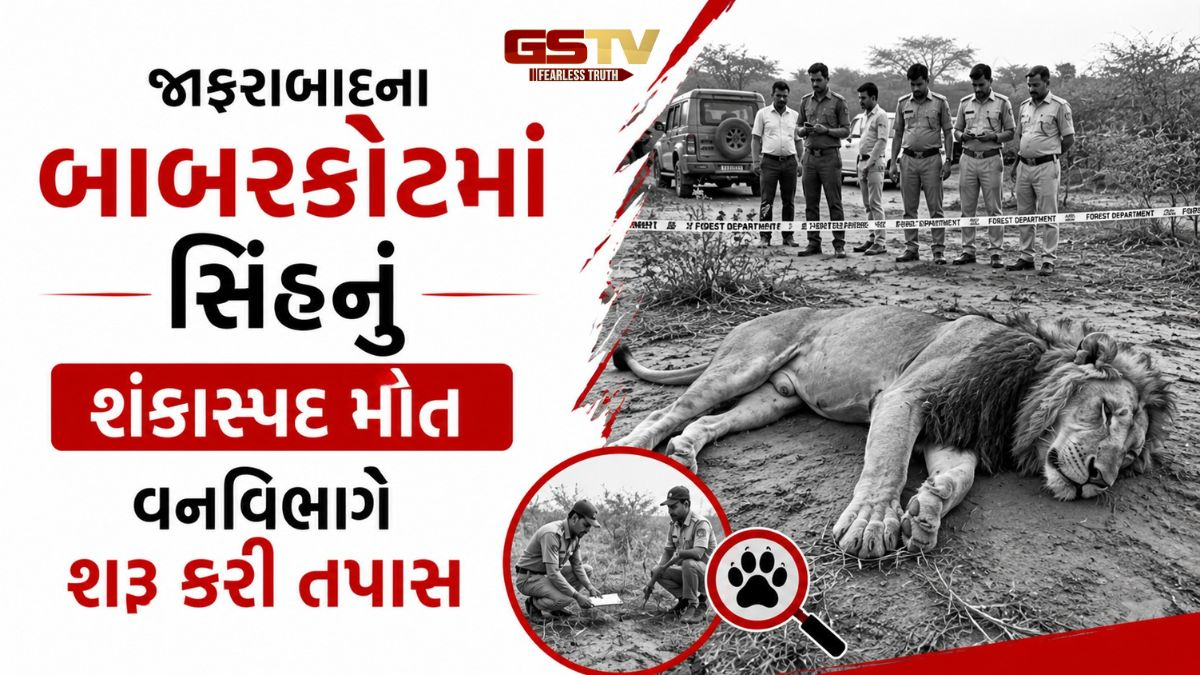 Amreliના જાફરાબાદમાં આતંક મચાવનાર સિંહનું મોત, હડકવા થયો હોવાની આશંકા