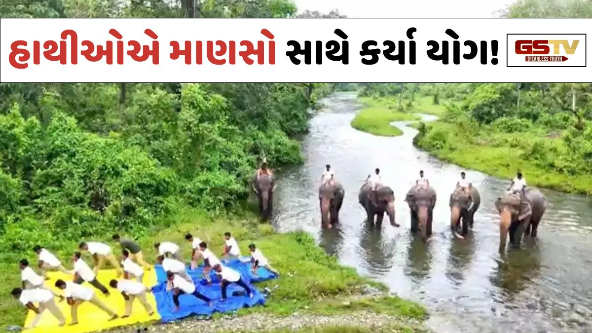 VIRAL VIDEO: હાથીઓએ માણસોની સાથે કર્યા યોગ, જંગલમાંથી સામે આવ્યો સુંદર નજારો