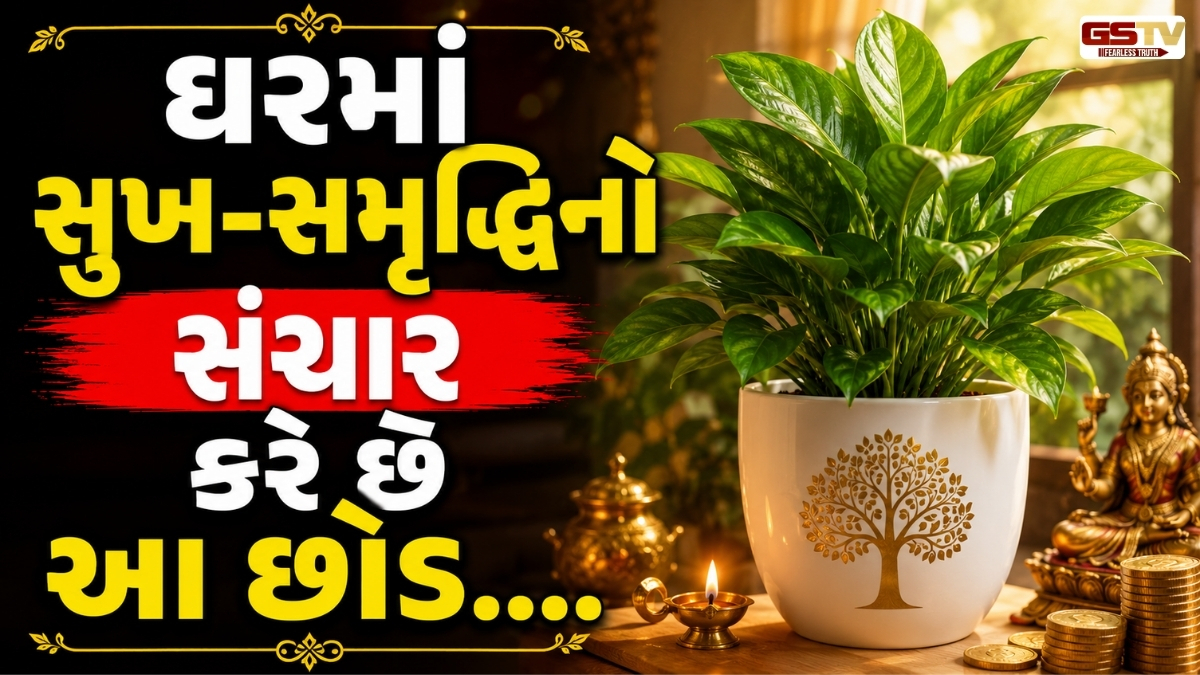 Vastu Tips : માત્ર સજાવટ નહીં, ઘરમાં બરકત પણ લાવશે આ અદ્દભૂત છોડ!