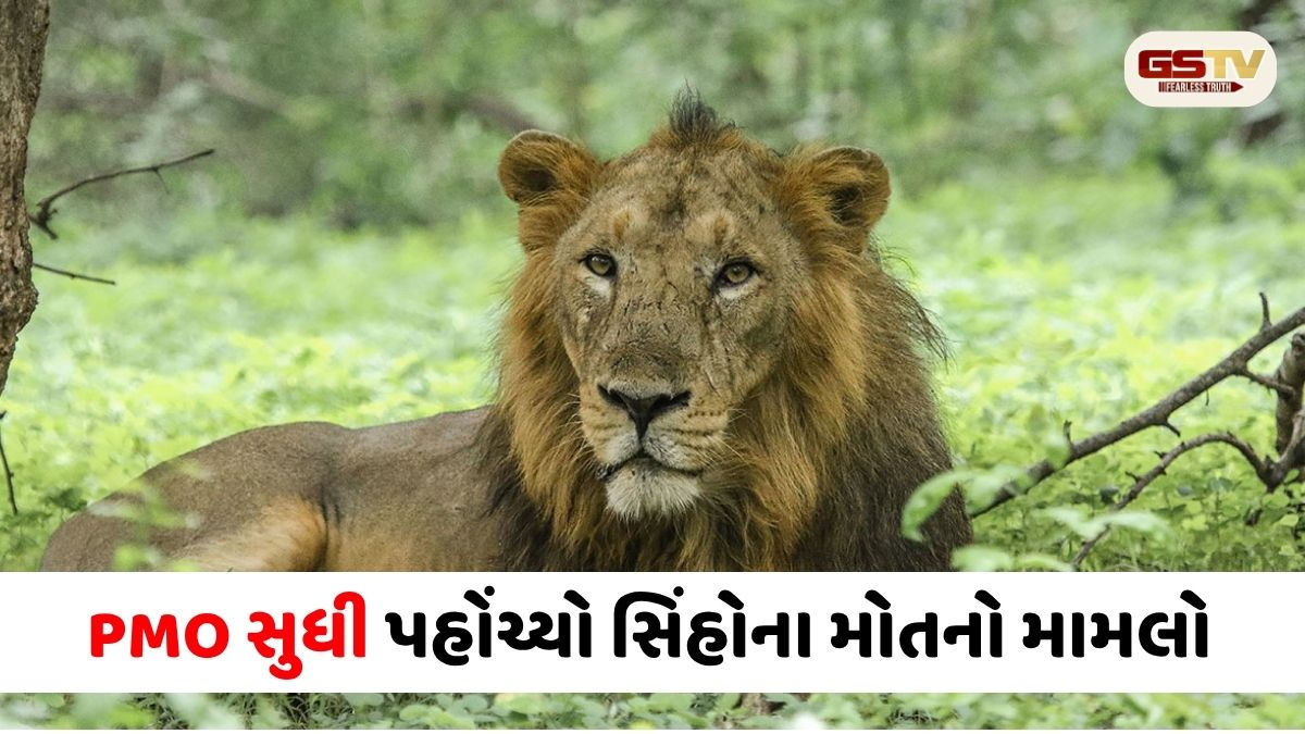 ગીરમાં સિંહોના ટપોટપ મોત: રિપોર્ટ જાહેર કરવા મુદ્દે વન વિભાગનું ભેદી મૌન