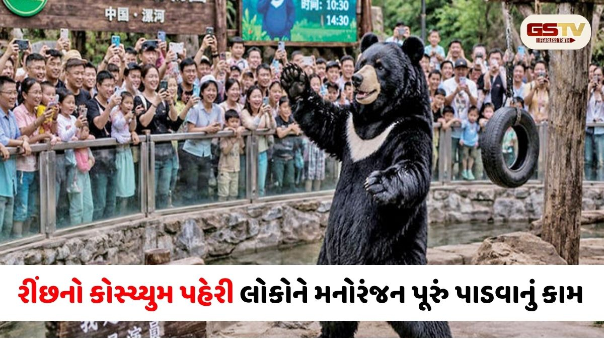 ચીનના ઝૂમાં રીંછ બનવાની નોકરી; વાર્ષિક ₹૧૪ લાખ પગાર