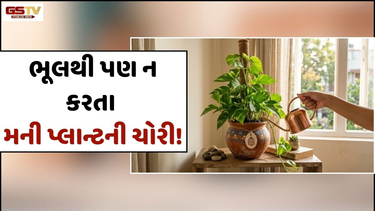 Vastu Tips: મની પ્લાન્ટ ચોરીને લગાવવાની ભૂલ ક્યારેય ન કરતા, નહીંતર થઈ શકે છે મોટું નુકસાન!