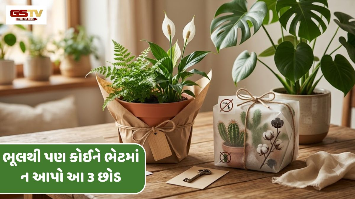 Vastu Tips: ભૂલથી પણ કોઈને ભેટમાં ન આપો આ 3 છોડ, સંબંધોમાં કડવાશ સાથે આવી શકે છે આર્થિક સંકટ