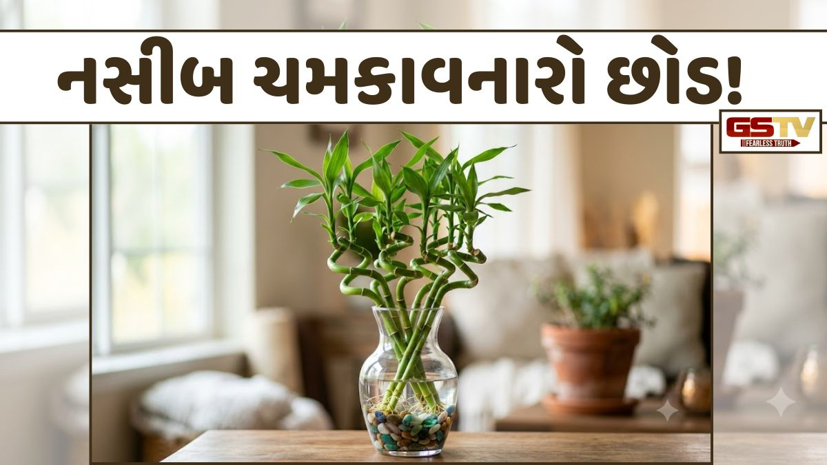 Religion: ઘરમાં રાખેલો આ એક નાનો છોડ બદલી શકે છે તમારું નસીબ! બસ, ઉગાડતી વખતે ન કરતા આ ભૂલ
