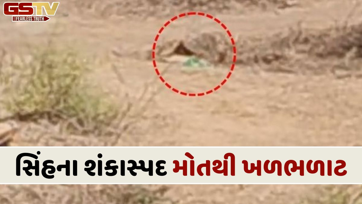 Amreli News: દલખાણીયા રેન્જમાં સિંહનું શંકાસ્પદ મોત, મોડી પહોંચેલી વન વિભાગની ટીમ પર આક્ષેપ