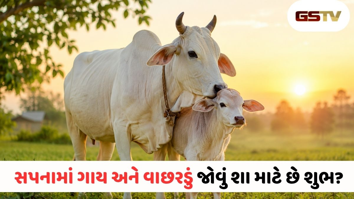 સપનામાં ગાય અને વાછરડું દેખાય તો ખુશ થઈ જાઓ! જાણો આ શુભ સંકેત પાછળનો અસલી અર્થ