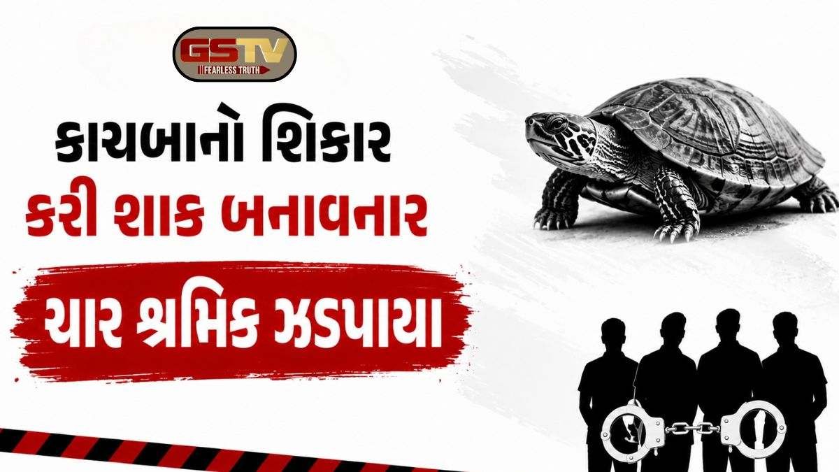 Bhavnagar news: આ ગંભીર બીમારી દૂર કરવા શ્રમિકે રાંધ્યું કાચબાનું માંસ, વન વિભાગની તપાસમાં મોટો ધડાકો