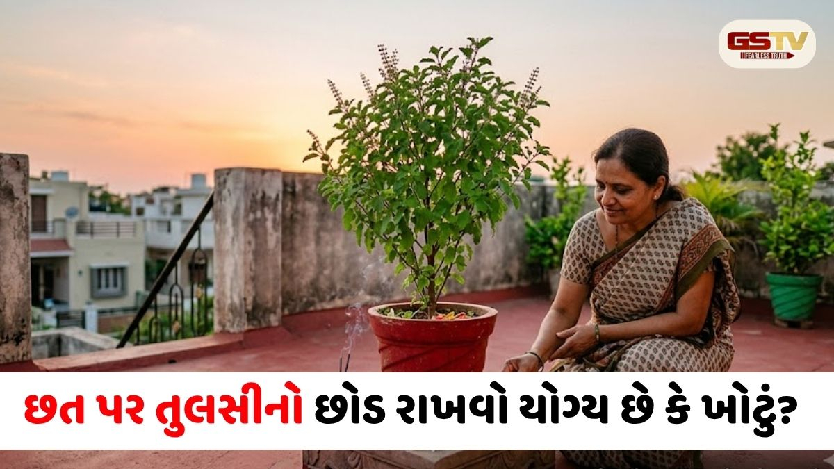 VASTU TIPS/ છત પર તુલસીનો છોડ રાખવો યોગ્ય છે કે ખોટું? જાણો કઈ ભૂલો વાસ્તુ દોષો વધારી શકે છે