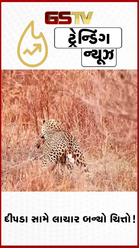 VIRAL VIDEO: લકવાગ્રસ્ત ચિત્તો જીવ બચાવવા તરફડિયાં મારતો રહ્યો, દીપડાએ સેકન્ડોમાં કર્યો ખેલ ખતમ!