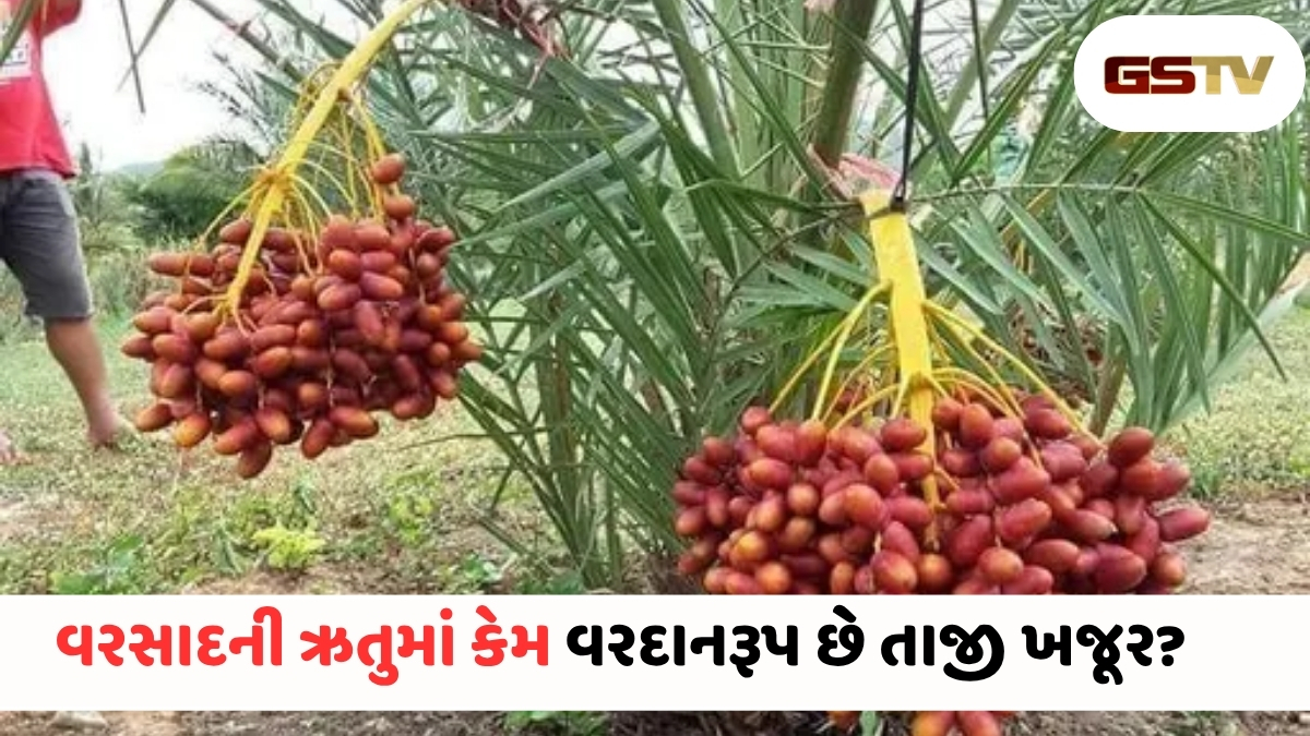 VIDEO: Health Tips/ વરસાદની ઋતુમાં વરદાન છે તાજી ખજૂર! આ 5 મોટી બીમારીઓથી રાખશે દૂર