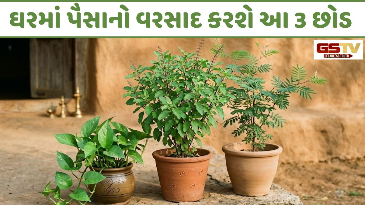 Religion: રાતોરાત બદલાઈ જશે ભાગ્ય! બુધવારે ઘરમાં લગાવી દો બસ આ 3માંથી એક છોડ!