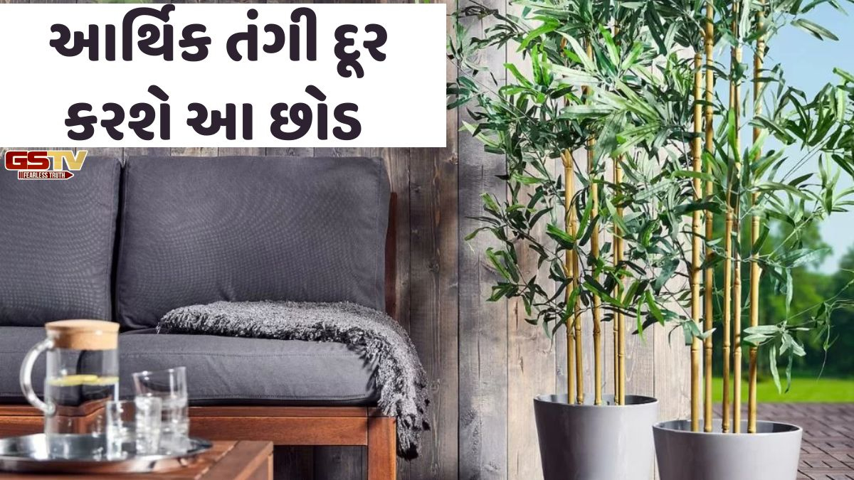 Religion: જો પૈસા ટકતા ન હોય, તો શુક્રવારે આ ખાસ છોડ ઘરે લાવો, આર્થિક સમસ્યાઓ થઈ જશે દૂર