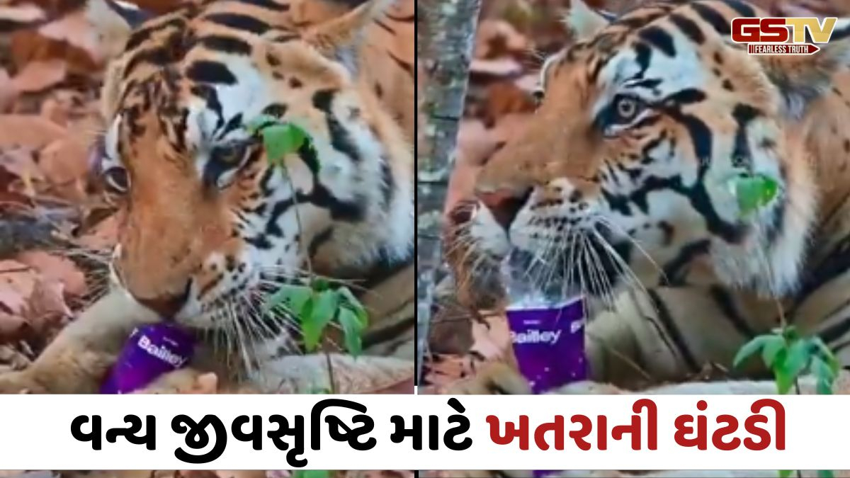 VIDEO: વાઘના મોંમાં પ્લાસ્ટિકની બોટલ!, મધ્યપ્રદેશના કાન્હા રિઝર્વની ઘટના ચિંતાજનક