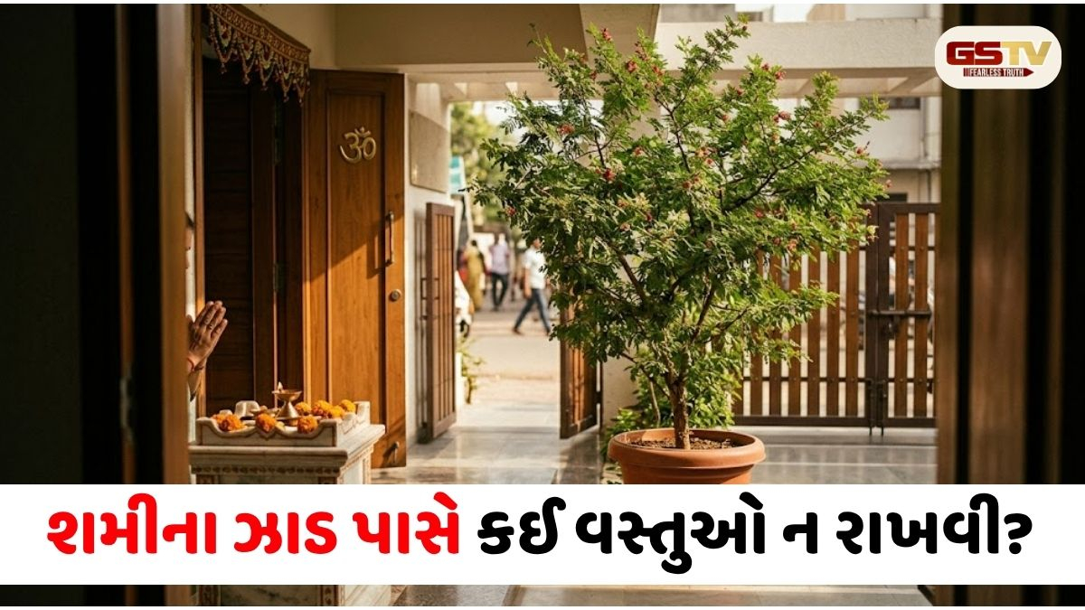 VASTU TIPS/ શમીના છોડ પાસે ભૂલથી પણ ન રાખો આ 5 વસ્તુઓ, શનિદેવ થઈ શકે છે નારાજ; જાણો વાસ્તુ નિયમો