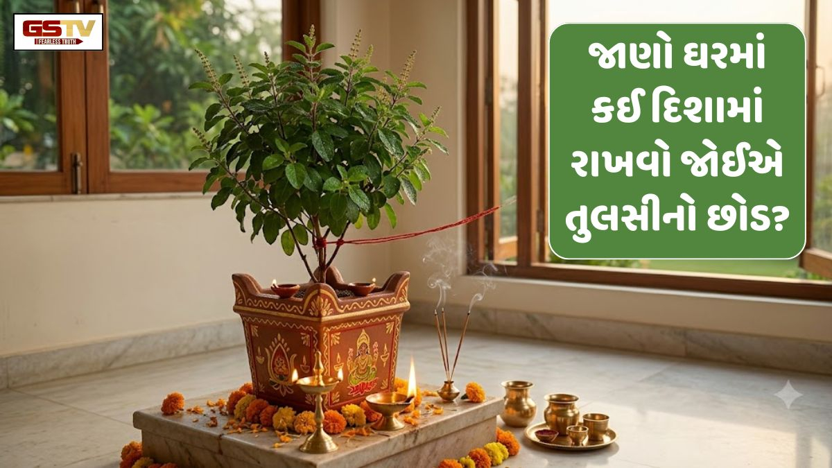 પવિત્ર તુલસીનો છોડ લાવશે સુખ-સમૃદ્ધિ, પરંતુ ક્યારેય ન કરો આ ભૂલો; જાણો વાસ્તુના ખાસ નિયમો
