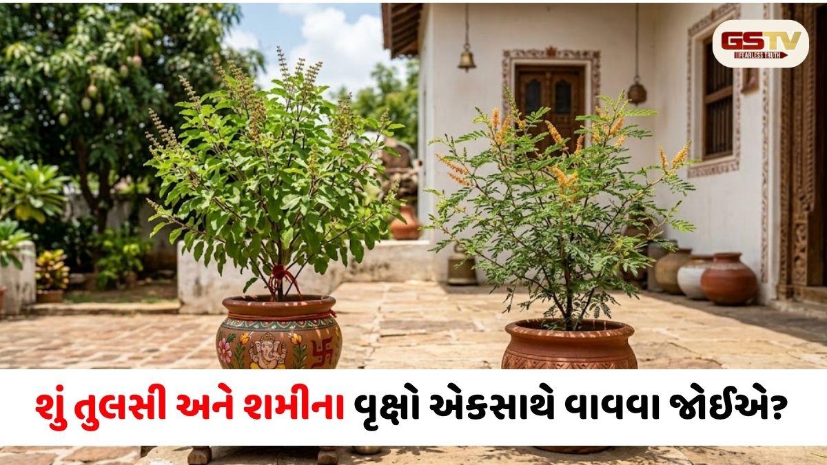 Vastu Tips: શું તુલસી અને શમીનો છોડ એક જ કુંડામાં વાવી શકાય? જાણો શું કહે છે શાસ્ત્રો