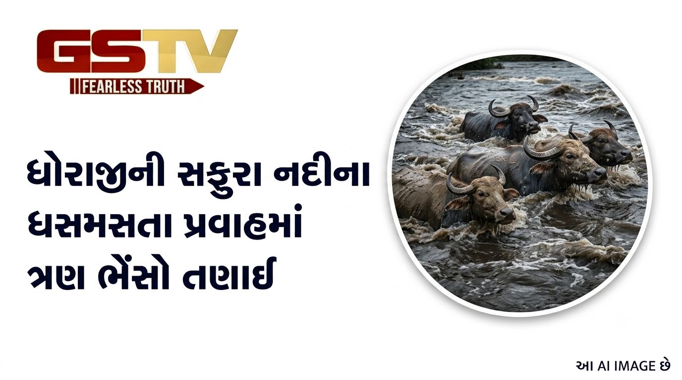 VIDEO: ધોરાજીની સફુરા નદીના ધસમસતા પ્રવાહમાં ત્રણ ભેંસો તણાઈ