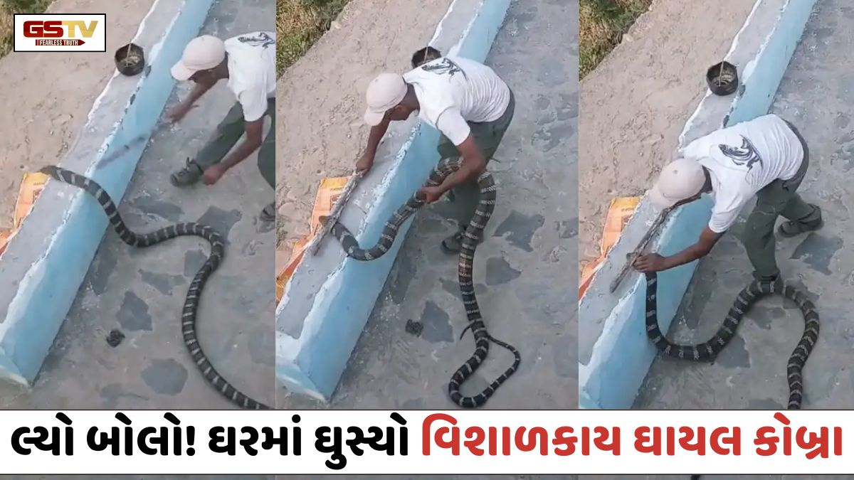 VIDEO: VIRAL /  ઘરમાં ઘુસ્યો વિશાળકાય ઘાયલ કોબ્રા;  યુવકે જીવના જોખમે કર્યું દિલધડક રેસ્ક્યૂ, લોકો પણ રહી ગયા દંગ