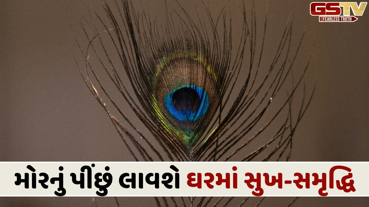 ઘરમાં જ નહીં પણ આ ચાર જગ્યાએ મોરનું પીંછું રાખો, ખુલશે પ્રગતિનો માર્ગ