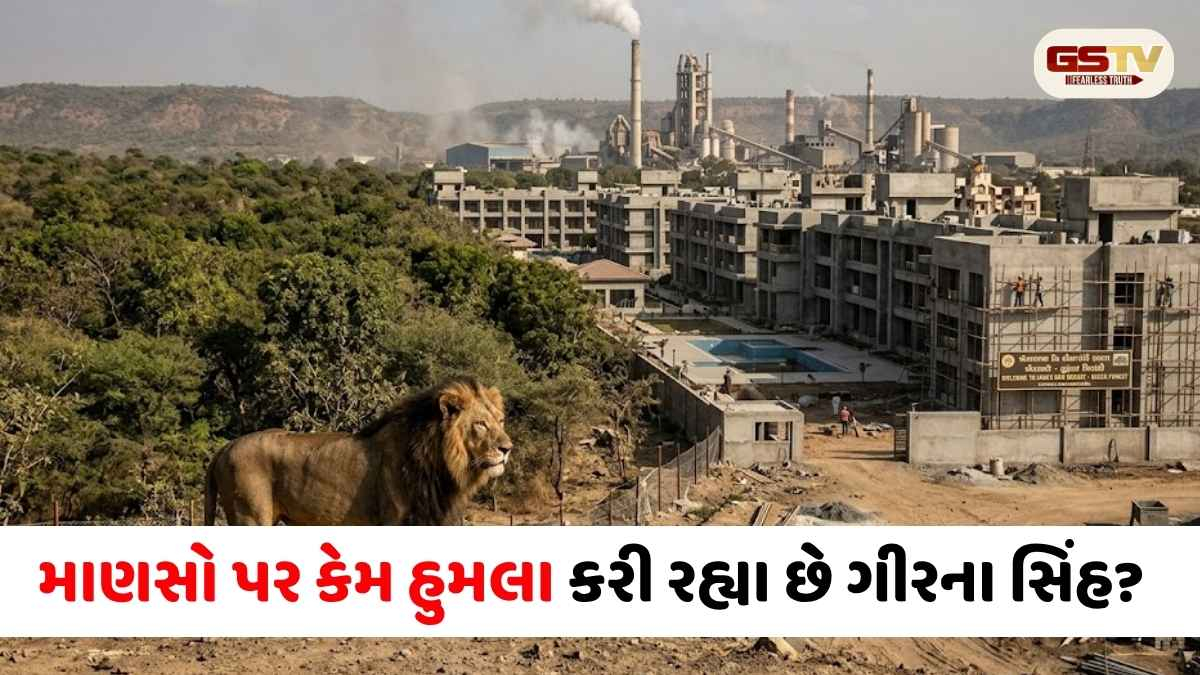 શાંત પ્રકૃતિના ગણાતા સિંહો કેમ બન્યા હિંસક? જંગલમાં 80થી વધુ રિસોર્ટ્સ અને સિમેન્ટ ફેક્ટરીનો કબજો