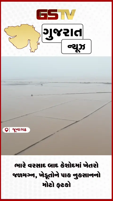 VIDEO: ભારે વરસાદ બાદ કેશોદમાં ખેતરો જળમગ્ન, ખેડૂતોને પાક નુકસાનનો મોટો ફટકો