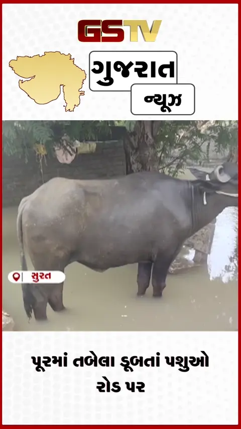 VIDEO: પૂરમાં તબેલા ડૂબતાં પશુઓ રોડ પર
