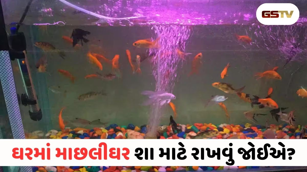 માનસિક શાંતિ અને વાસ્તુ દોષથી મુક્તિ: ઘરમાં માછલીઘર રાખવાનું શું છે મહત્વ?