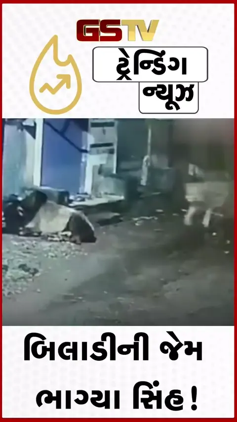 VIDEO: આખલાને જોઈ બિલાડીની જેમ ભાગ્યા સિંહ! જુઓ વીડિયો