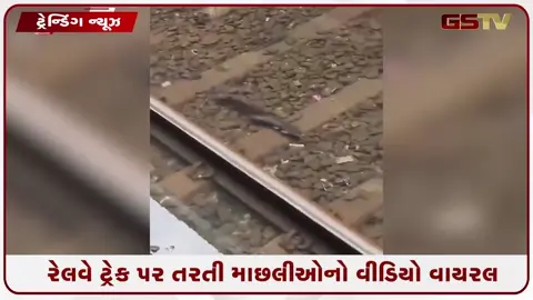 VIDEO: રેલવે ટ્રેક પર તરતી માછલીઓનો વીડિયો વાયરલ, વરસાદી પાણી ઓસરતા જોવા મળ્યો અદ્ભૂત નજારો!