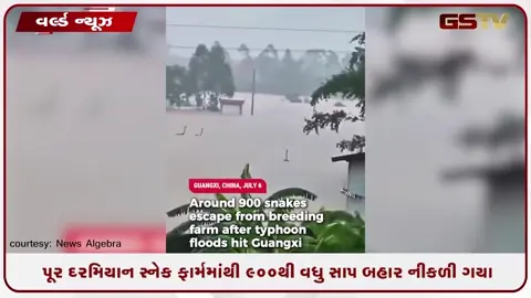 VIDEO: પૂર બાદ 900થી વધુ ઝેરી સાપોનો આતંક, જ્યાં જુઓ ત્યાં સાપ જ સાપ!