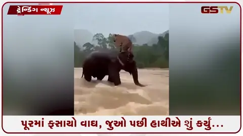VIDEO: પૂરમાં ફસાયેલા વાઘને હાથીએ બચાવ્યો? વાયરલ વીડિયો સાચો કે ખોટો?