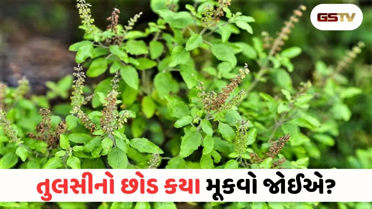 ઘરના મુખ્ય દરવાજે તુલસી રાખવી શુભ કે અશુભ? ભૂલથી પણ આ જગ્યાએ ન મૂકતા છોડ