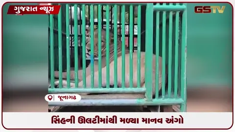 VIDEO: ગિરનારમાં ચોંકાવનારો ખુલાસો માનવભક્ષી સિંહ ઝડપાયો સીડી માર્ગ બંધ