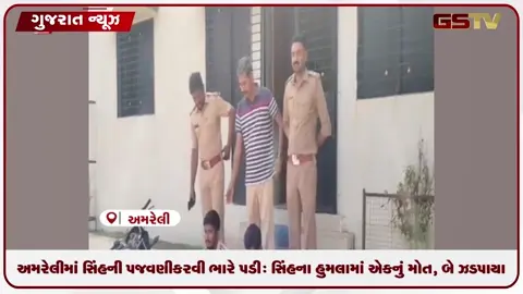 VIDEO: અમરેલીમાં સિંહની પજવણી કરવી ભારે પડી: સિંહના હુમલામાં એકનું મોત, બે ઝડપાયા
