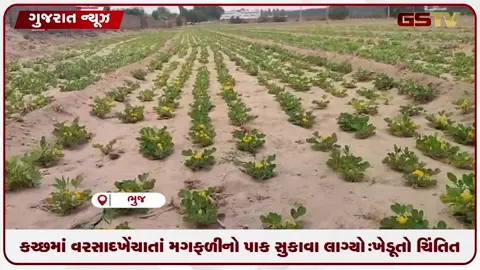 VIDEO: કચ્છમાં વરસાદ ખેંચાતાં મગફળીનો પાક સુકાવા લાગ્યો: ખેડૂતો ચિંતિત