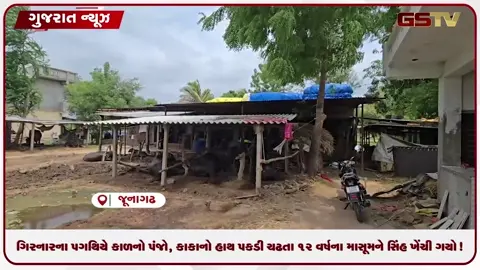 VIDEO: ગિરનારના પગથિયે કાળનો પંજો, કાકાનો હાથ પકડી ચઢતા ૧૨ વર્ષના માસૂમને સિંહ ખેંચી ગયો!