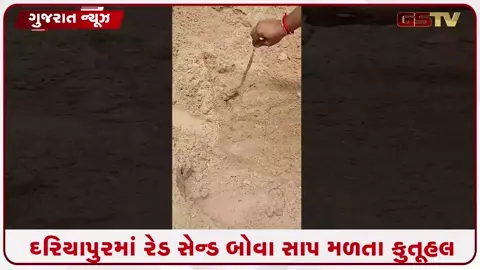 VIDEO: અમદાવાદના દરિયાપુરમાં દેખાયો દુર્લભ 'રેડ સેન્ડ બોવા' (આંધળી ચાકળ) સાપ, સફળ રેસ્ક્યુ કરી જંગલમાં મુક્ત કરાયો