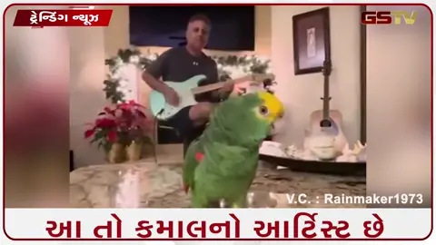 VIDEO: ગિટારની ધૂન પર પોપટે લગાવ્યા એવા સૂર, ક્યુટ જુગલબંધીનો વિડિયો જોઈ તમે પણ કહેશો- ‘વાહ!