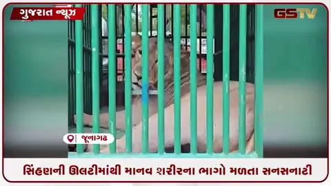VIDEO: જૂનાગઢ / ગિરનાર પર્વત ચઢતાં બાળક પર હુમલા મામલે 3 સિંહનું રેસક્યૂ, સિંહણની ઊલટીમાંથી માનવ શરીરના ભાગો મળતા સનસનાટી